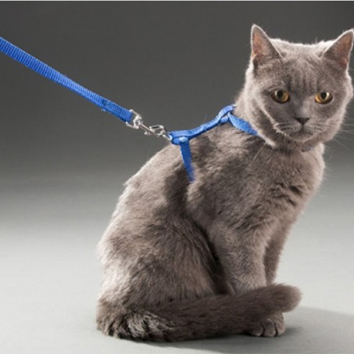 Kedi boyun gogus tasmasi